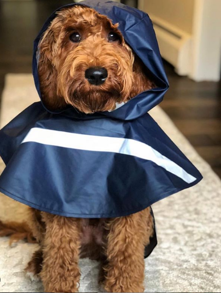 How adorable is the pup in his rain jacket?!  The navy jacket with the reflective stripes will keep him relatively dry and safe.