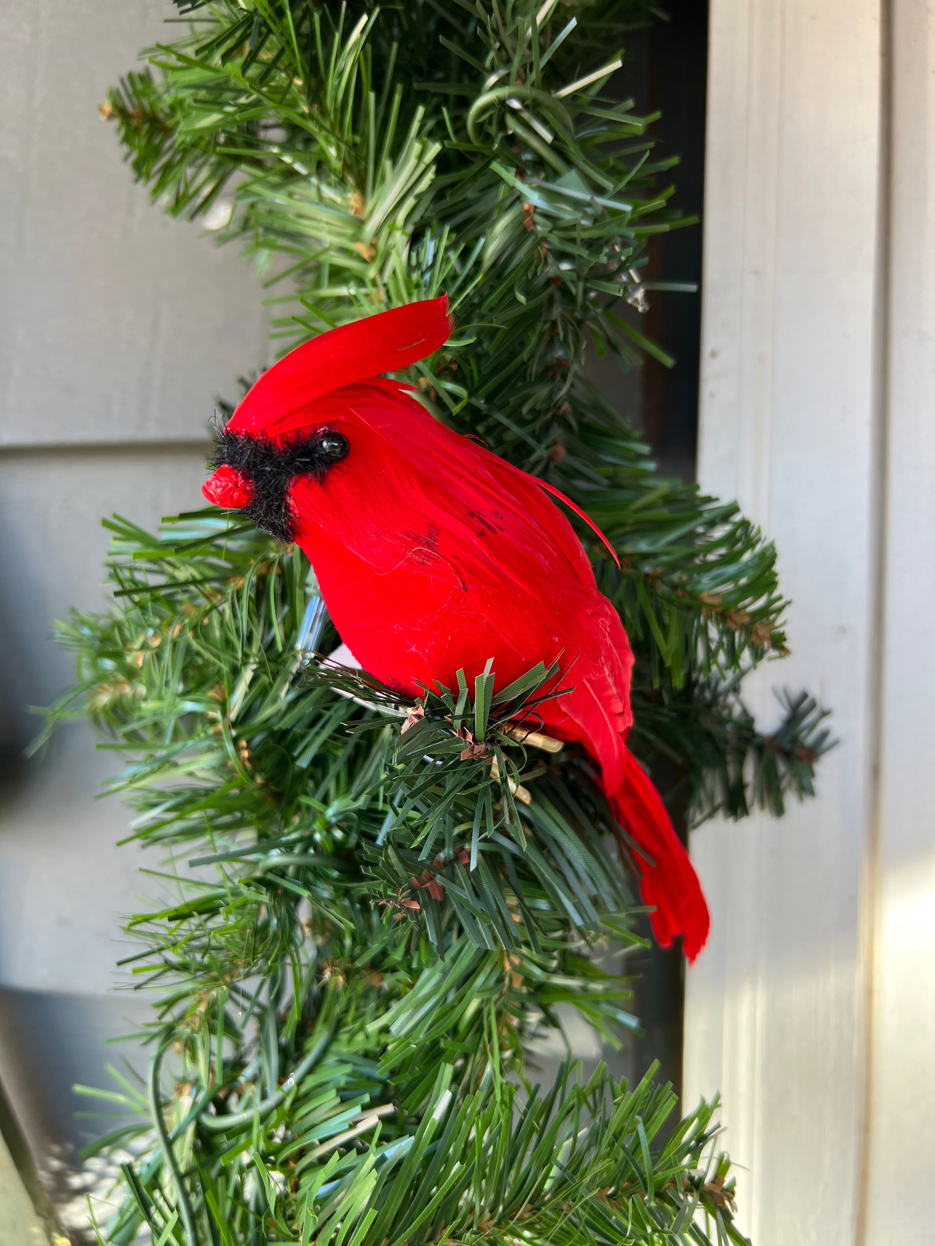 Red Feathered Cardinals