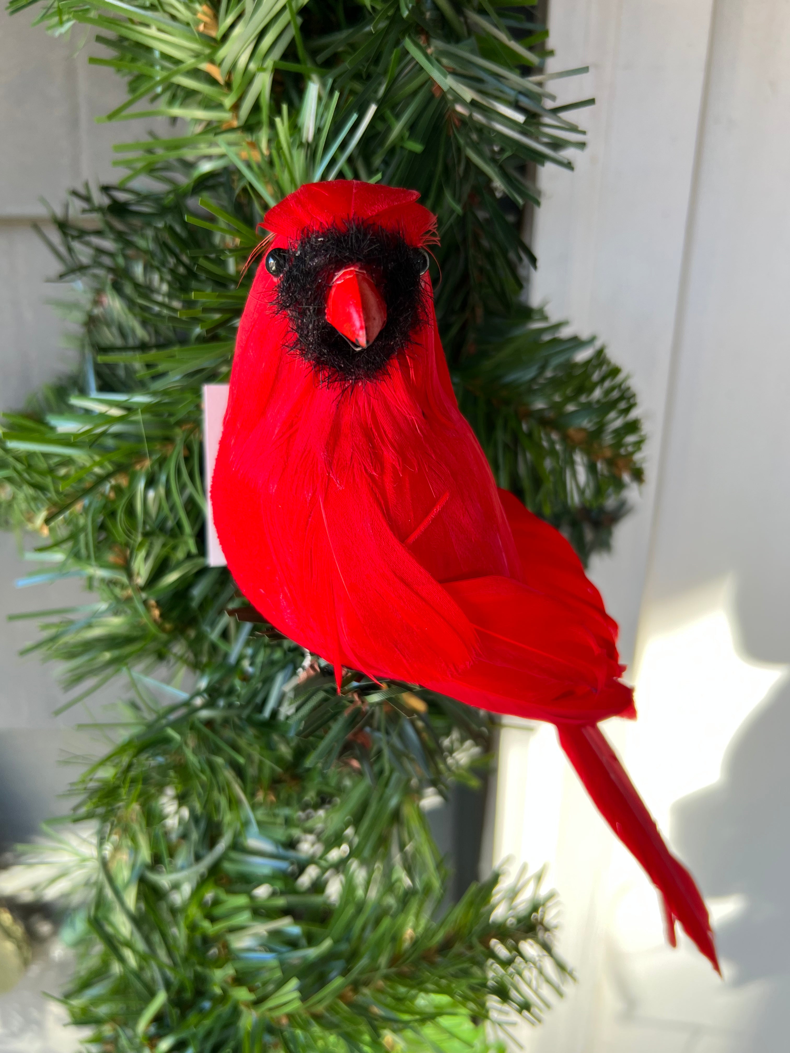 Red Feathered Cardinals